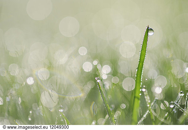 Close-up of dew on grass in Bavaria  Germany