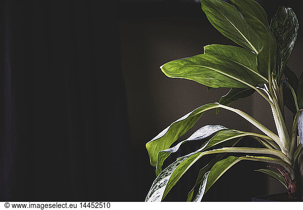 Close up of Dieffenbachia plant with green leaves with white markings.