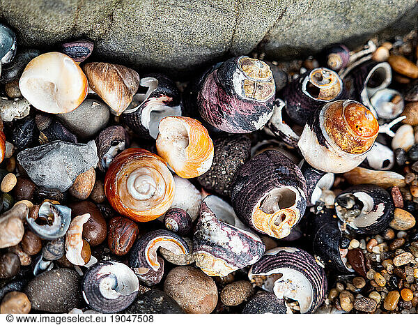 Close up of different color shells