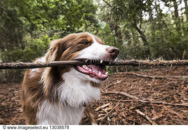 Close-up of dog carrying stick in mouth while standing at forest