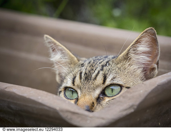 Close-up of domestic cat hiding in empty plant pot