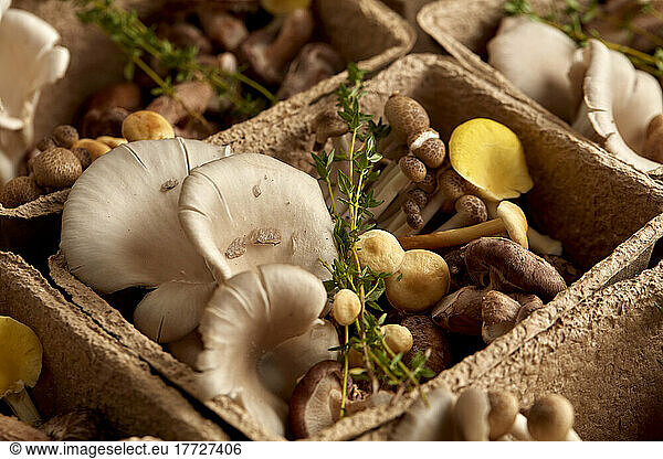 Close up of edible fungi in cardboard box  edible mushrooms cultivated at a fungarium.