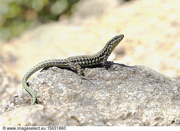 Close-up of endemic Tyrrhenian wall lizard on rock  Corsica  France