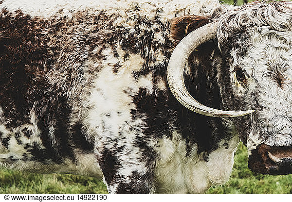 Close up of English Longhorn cow standing on a pasture.
