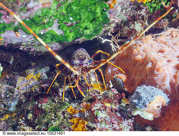 Close-up of European Lobster on rock in sea  Sagone  Corsica  France