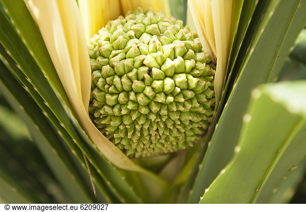 Close up of exotic Thai plant