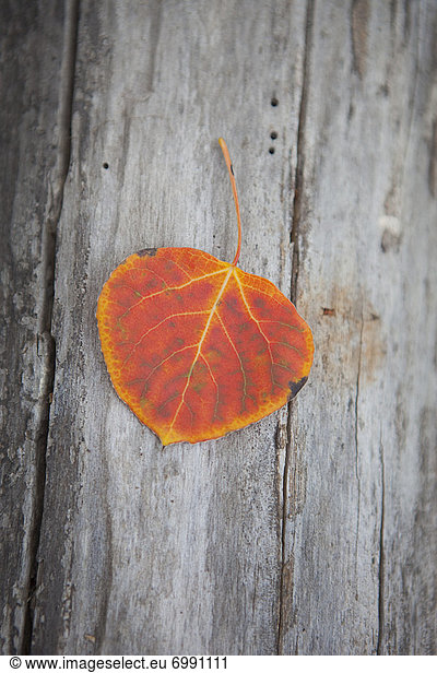 Close-up of Fall Leaf on Log  Oregon  USA