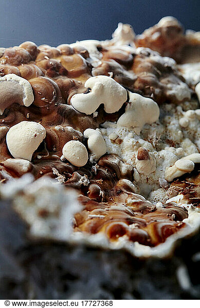 Close up of farmed  edible Reishi mushroom  Ganoderma lingzhi.