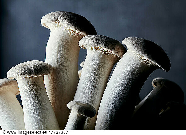 Close up of farmed King Oyster Mushroom