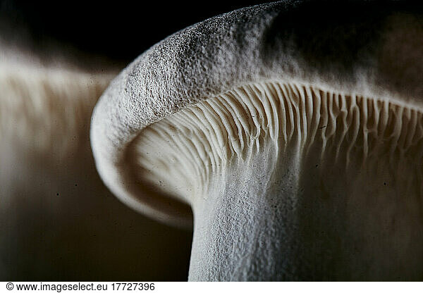 Close up of farmed King Oyster Mushroom