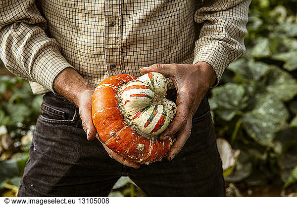 Close up of farmer holding Turkish Turban pumpkin.