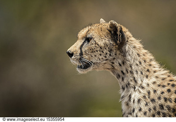 Close-up of female cheetah (Acinonyx jubatus) with blurred background  Serengeti; Tanzania