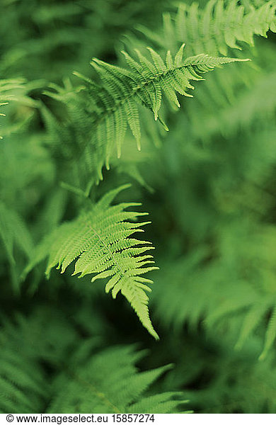 Close up of fern in the woods.