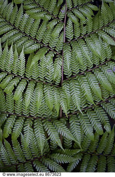 Close up of fern leaf patterns