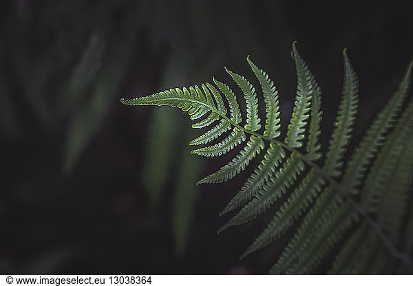 Close-up of fern plant in park