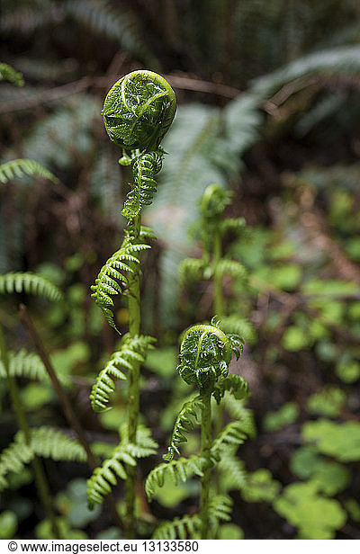 Close-up of ferns growing in Redwood National and State Parks