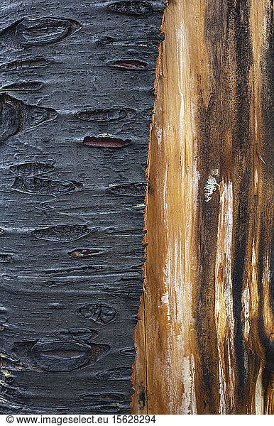 Close up of fire damaged tree  with black charcoal and untouched bark.