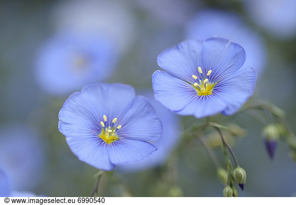 Close-up of Flax Flowers  Bavaria  Germany