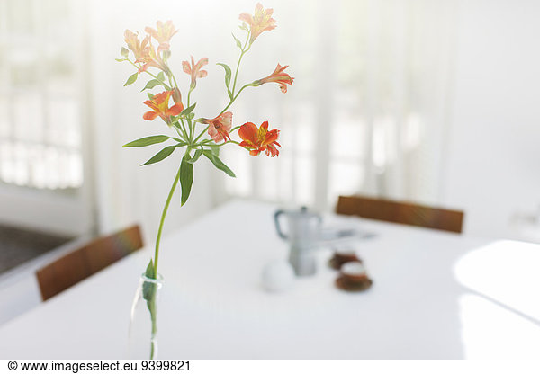 Close up of flower in vase on dining room table