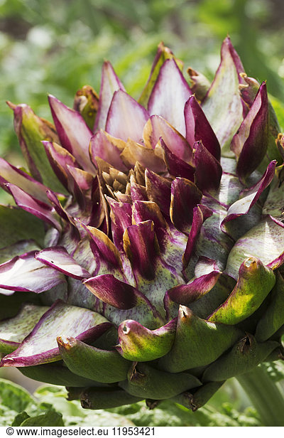 Close up of flowering artichoke in a garden.