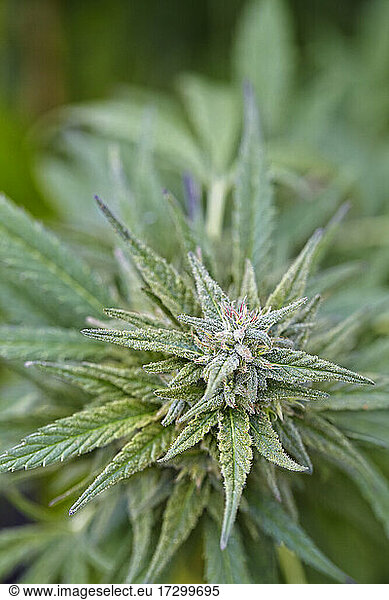 close up of flowering cola of cannabis strain Sour Diesel