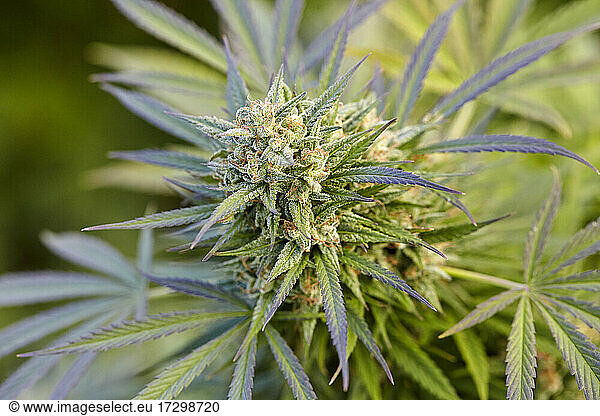 close up of flowering cola of Trainwreck cannabis strain