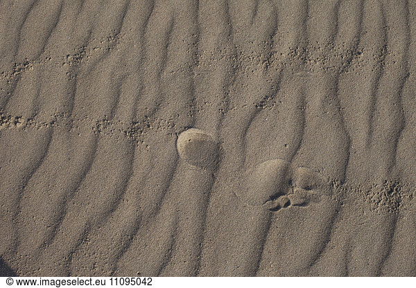 Close-up of footprint on sand at beach  Renesse  Schouwen-Duiveland  Zeeland  Netherlands