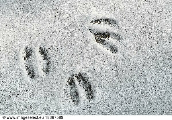Close-up of footprints  hoof prints from roe deer (Capreolus capreolus) in the snow in winter