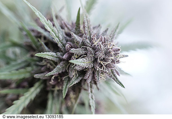 Close-up of fresh buds growing on cannabis plant in nursery