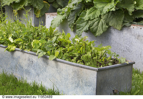 Close up of fresh herbs growing in a rectangular grey metal planter.