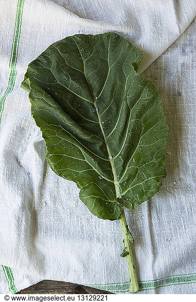 Close-up of fresh leaf vegetable on textile