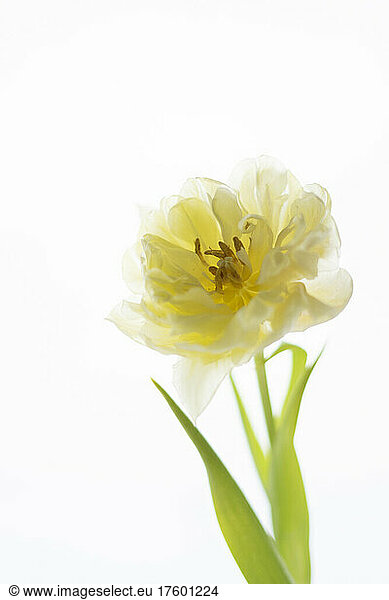 Close-up of fresh tulip against white background