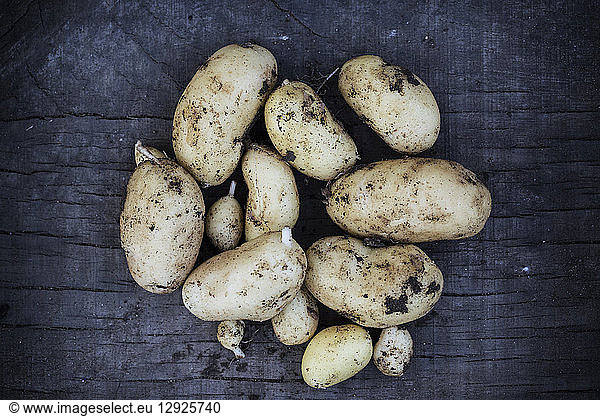 Close up of freshly harvested potatoes on dark blue background.