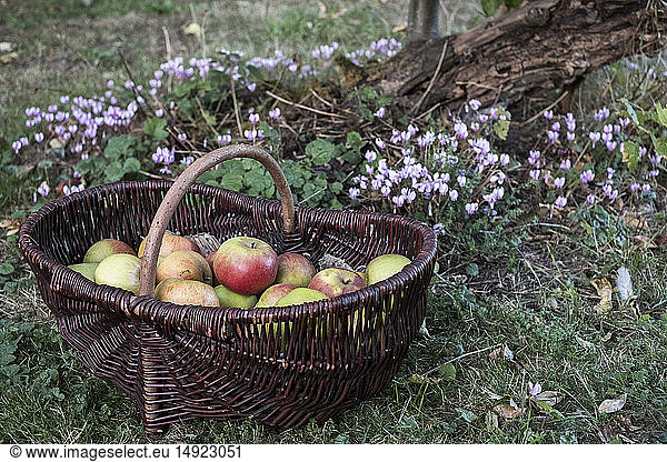 Close up of freshly picked apples in a brown wicker basket.