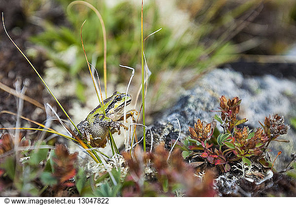 Close-up of frog amidst plant on field