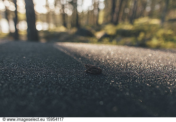Close up of frog on empty road  Nykoping  Sweden