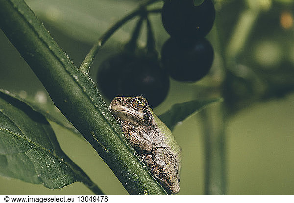 Close-up of frog on plant stem