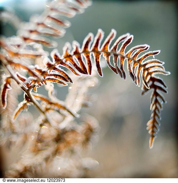 Close up of frosted vegetation