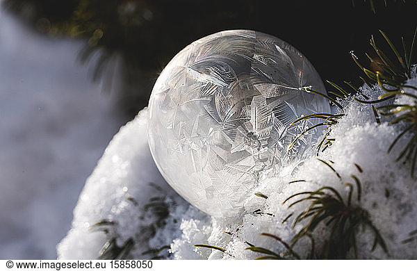 Close up of frozen soap bubble in snow covered tree on a winter's day.