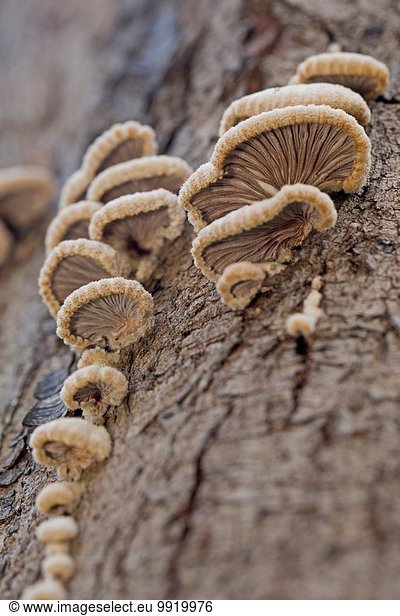 Close up of fungi growing on tree trunk