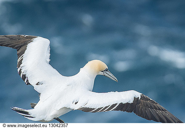 Close-up of gannet flying over sea