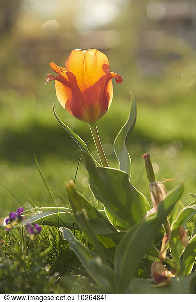 Close-up of Garden Tulip (Tulipa) Blossom in Spring  Bavaria  Germany