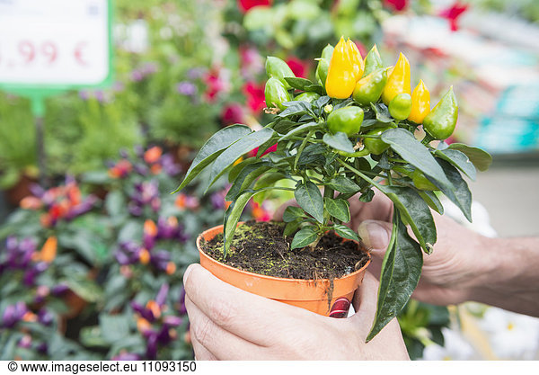 Close-up of gardener's hands holding chilli pepper plant in greenhouse  Augsburg  Bavaria  Germany