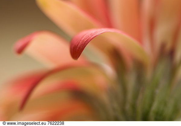 Close up of gerbera daisy petals