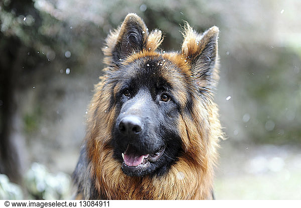 Close-up of German Shepherd looking away during snowfall