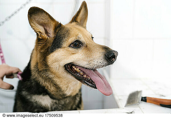 Close-up of German Shepherd panting in sink at pet salon