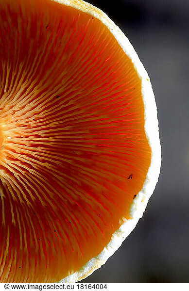 Close-up of gills of brown mushroom
