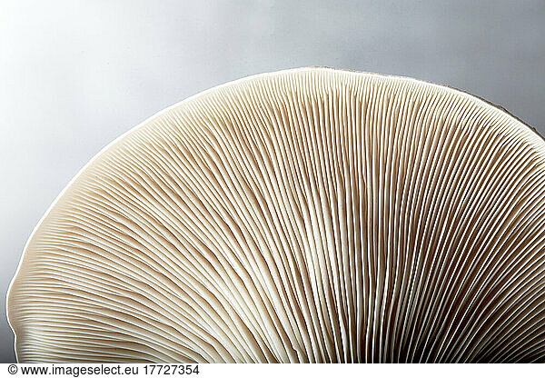 Close up of gills of oyster mushroom (Pleurotus ostreatus)