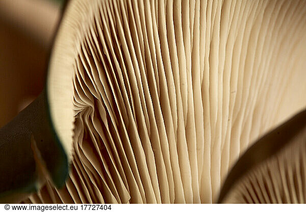 Close up of gills of Oyster mushroom  Pleurotus ostreatus.
