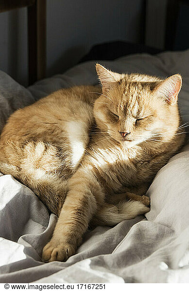 Close up of ginger domestic cat lying in bed